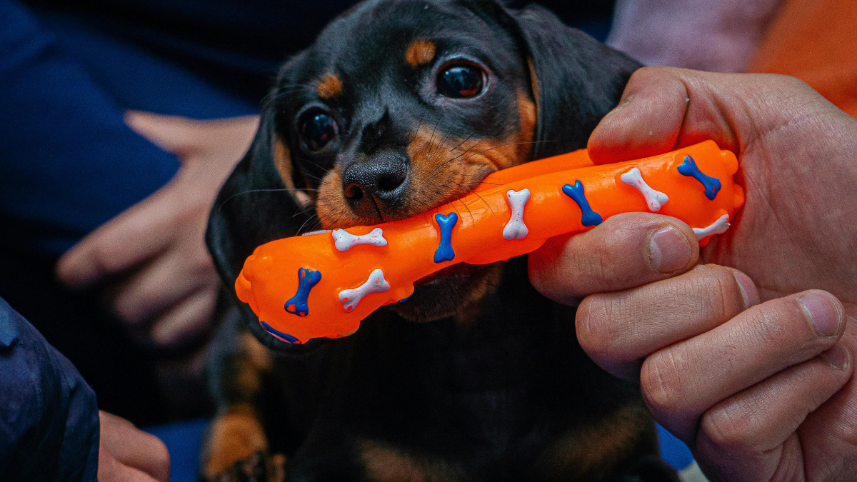 Brinquedos para Pets